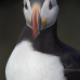 puffin_atlantic_msi_v_0974_can0587.jpg